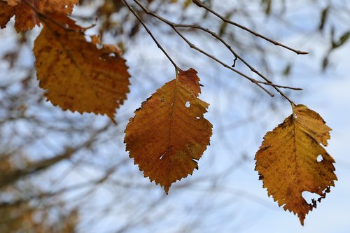 brown leaves  sky  season