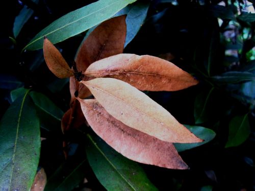 Brown Leaves On The Bayleaf Tree
