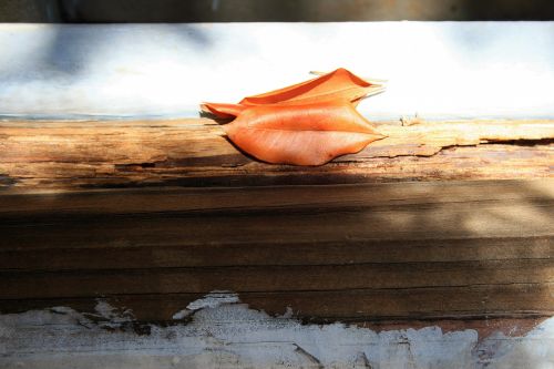 Brown Leaves On Wood