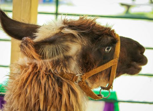 brown llama pack animal domesticated