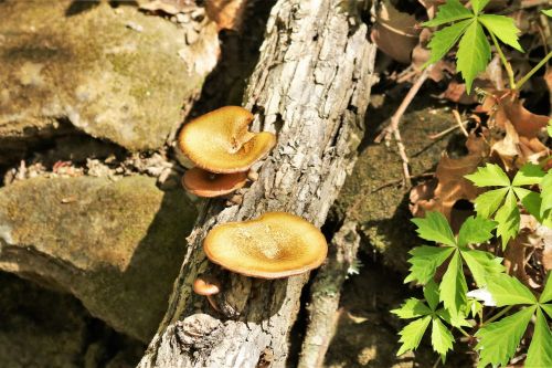 Brown Mushrooms In The Woods