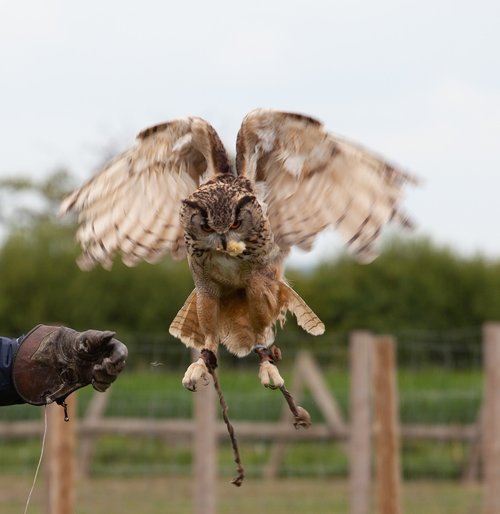 brown owl taking food  owl  raptor