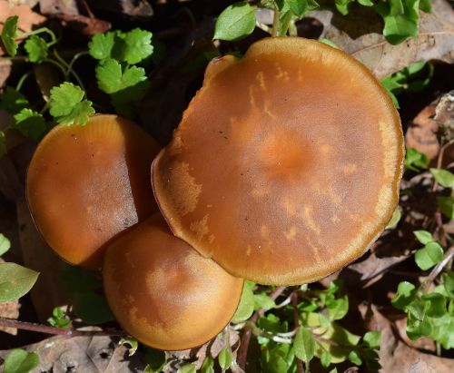 brown patterned mushrooms fungi nature