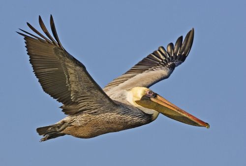 brown pelican flying bird