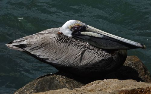 brown pelican ocean nature