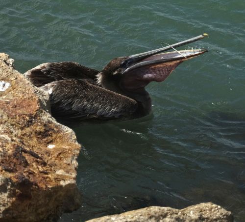 brown pelican nature bird