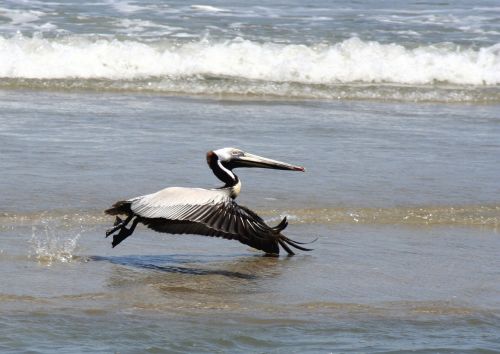 brown pelican flying bird