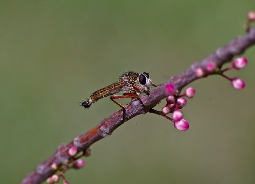 brown robber fly insect fly