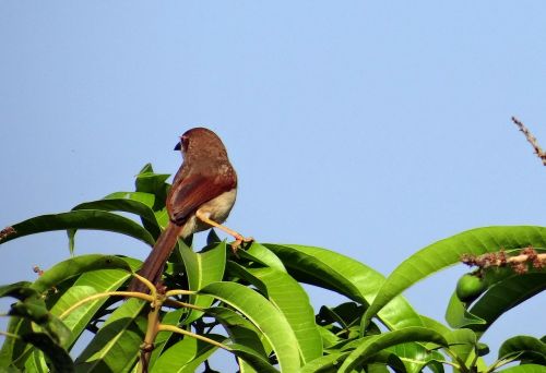 brown-shrike bird lanius-cristatus