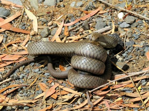 brown snake predation snake eating a rat