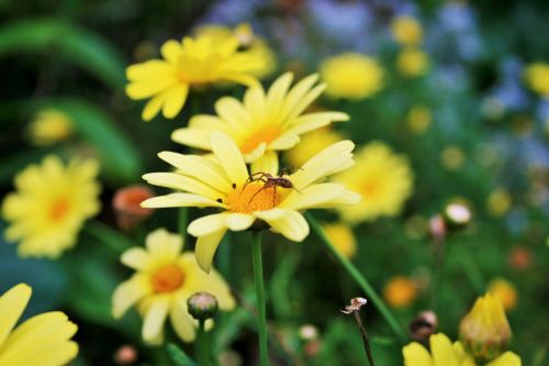 Brown Spider On A Yellow Daisy