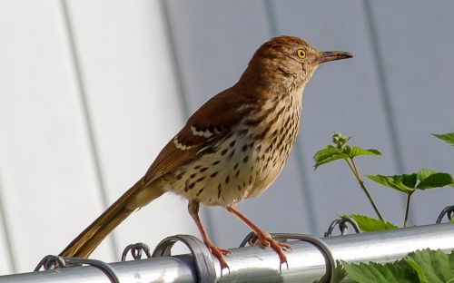 Brown Thrasher