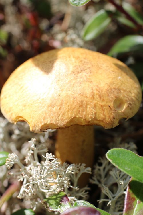 Brown Wild Mushroom