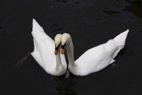bruges  swan  bird