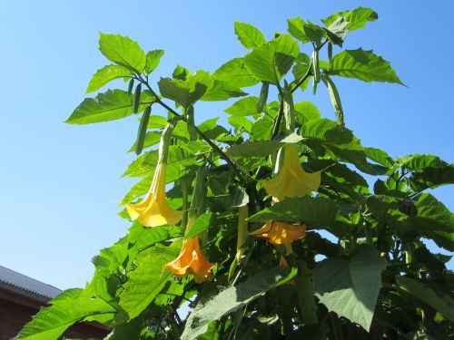 brugmansia flowers nightshade