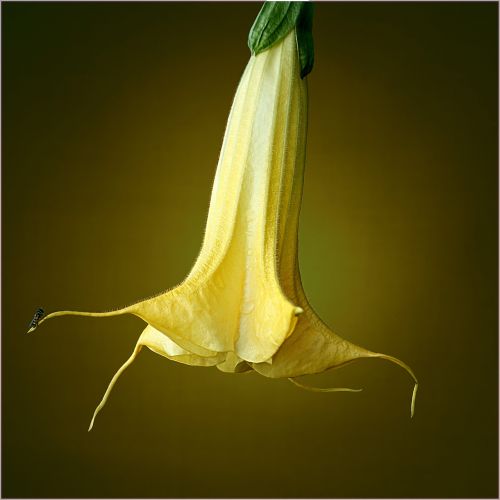 brugmansia trumpet flower