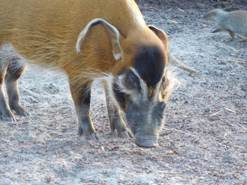 brush ear pig zoo animal