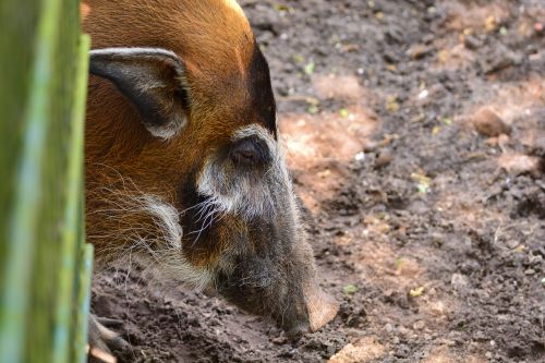 brush ear pig portrait animal