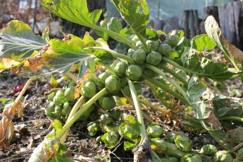 brussels sprouts bed vegetables