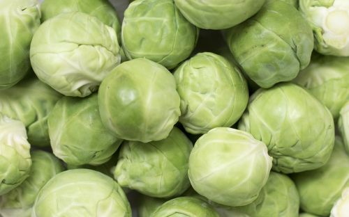 brussels sprouts brussels carbon rosenkoehlchen