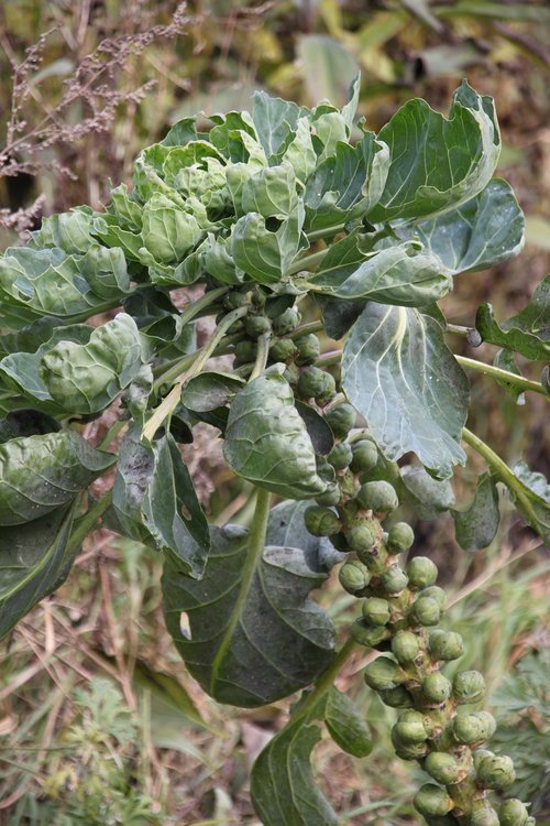 brussels sprouts  vegetables  autumn