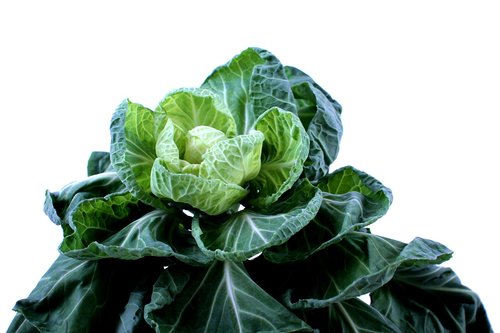 brussels sprouts  cabbage  green
