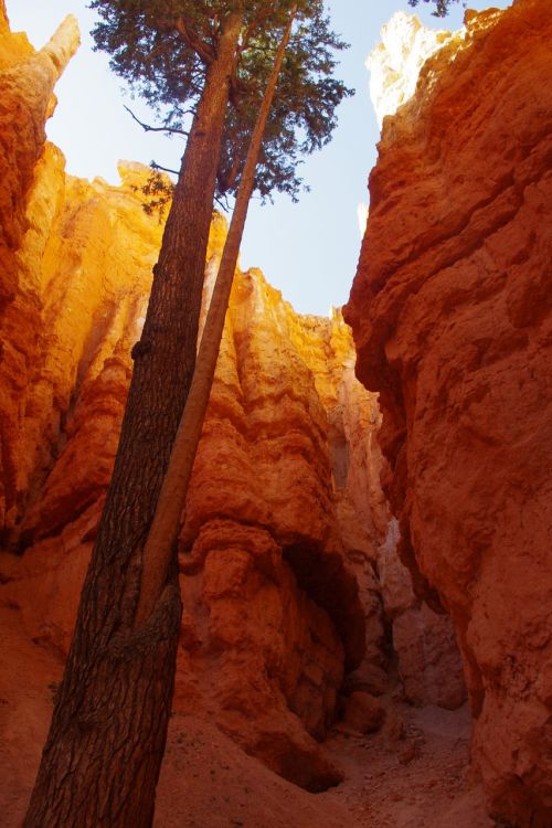 bryce canyon tree
