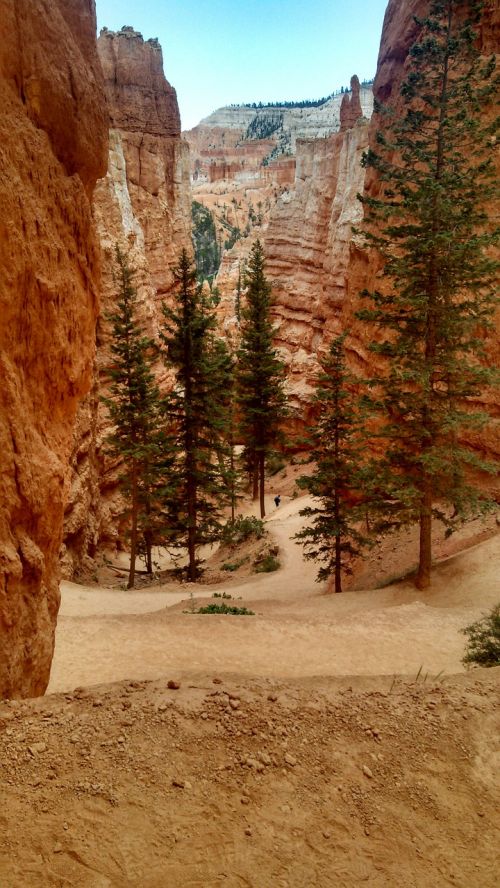 bryce canyon trees fir