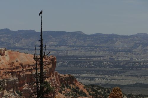 bryce canyon bird wildlife