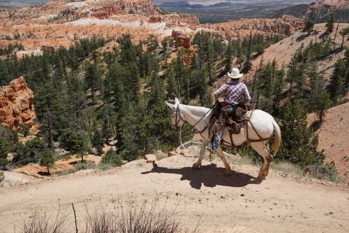 cowboy horse bryce canyon