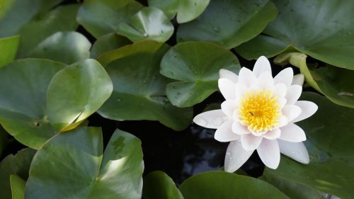 lotus ban bua water