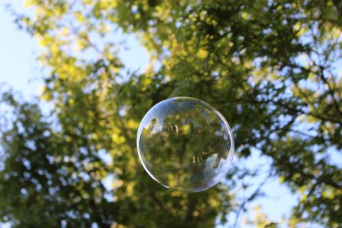 bubble bubbles tree