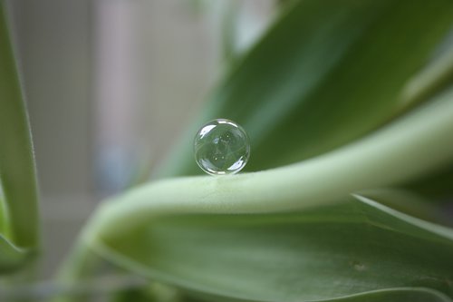 bubble  leaf  stem