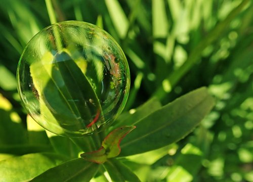 bubble  leaves  plants