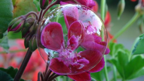 bubble flower red