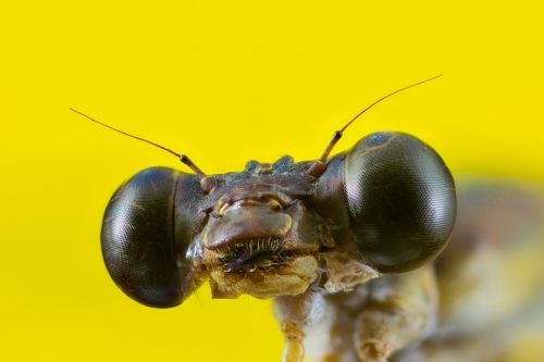 bubble head dragonfly compound eyes