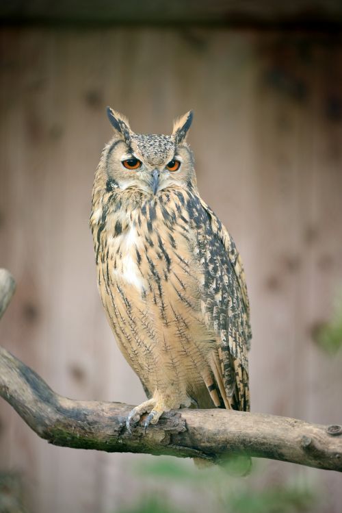 bubo bubo owl sitting