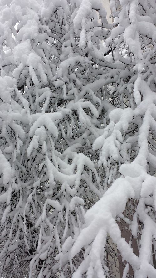 bucharest winter trees