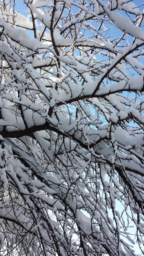 bucharest winter trees