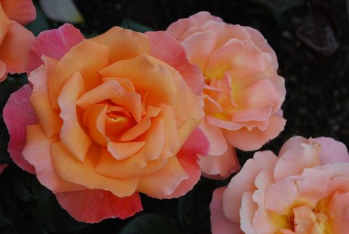 bucharest gardens roses victoria