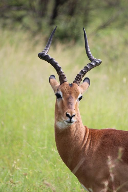 buck wildlife deer