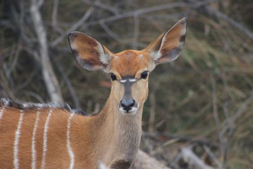 buck nature kudu
