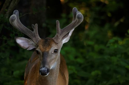 buck whitetail deer