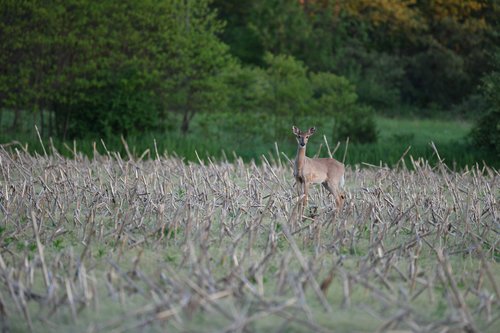 buck  deer  wildlife