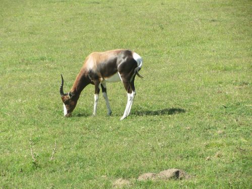 buck antelope africa