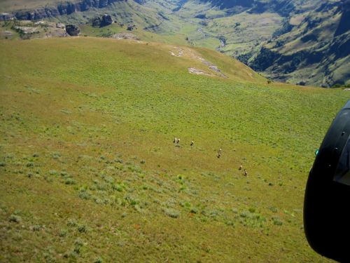 Buck On The Mountain, Drakensberg