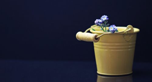 bucket forget me not flower