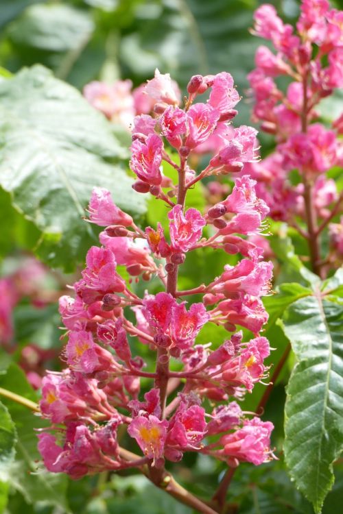 buckeye blossom bloom