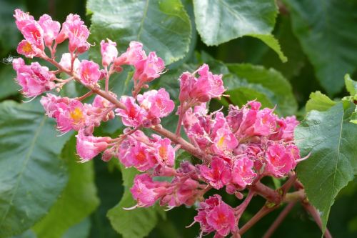 buckeye blossom bloom