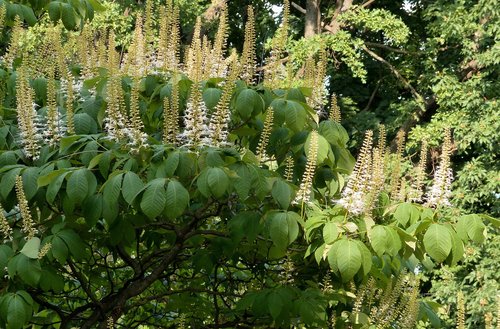 buckeye  flowers  bloom